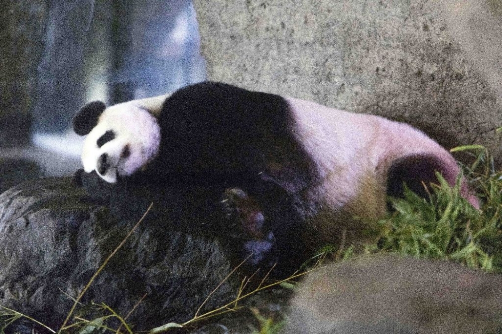 Panda Hao Hao yeni anne oldu 5