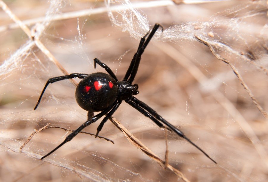 İnsanlar örümceklerden neden çok korkar? 8