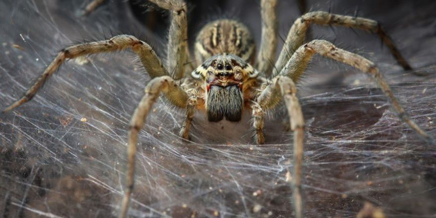 İnsanlar örümceklerden neden çok korkar?