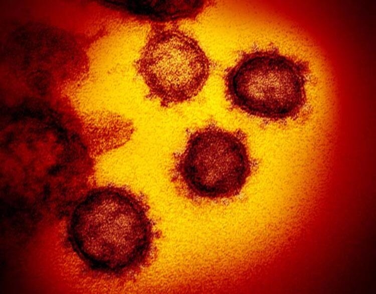 Bilim insanları corona virüs araştırmasını sonuçlandı! 2