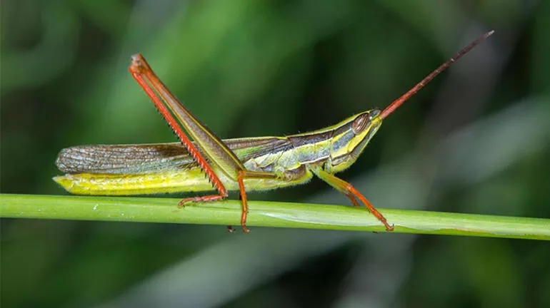 Çift cinsiyetli böcek dengeleri değiştirebilir! 12