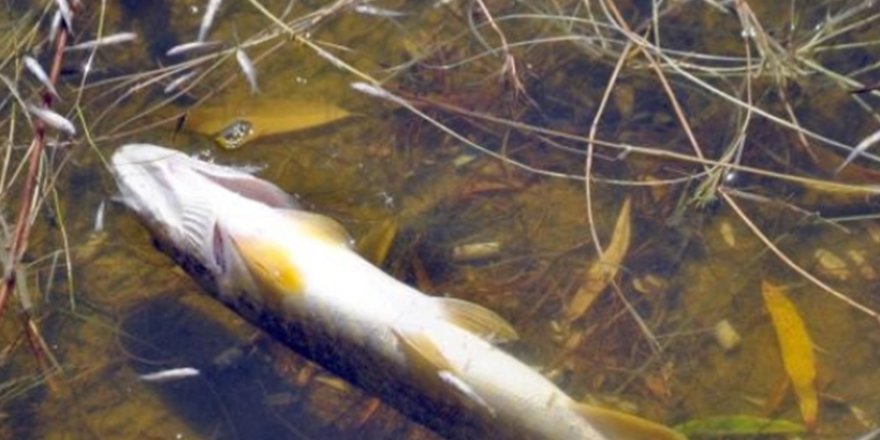 Athalassa Parkı’ndaki gölde balık ölümleri