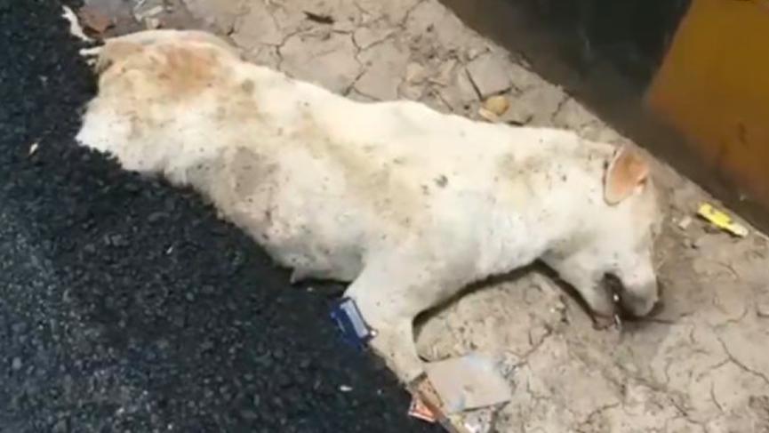 İşçiler yol kenarında uyuyan köpeğin üstüne asfalt döktü