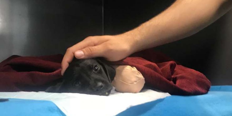 Türkiye, Sakarya'da  bacakları ve kuyruğu kesilmiş halde bulunan ve tedavi altına alındıktan sonra ölen yavru köpeği tartışıyor