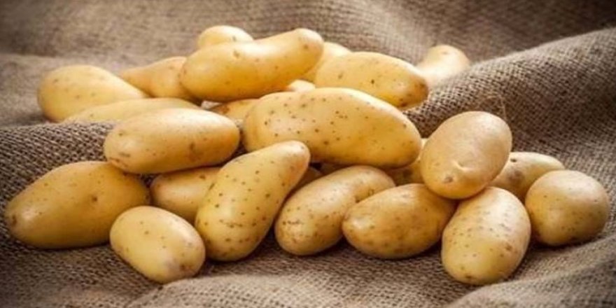 İthal Edilen Patateslerde Mantari Hastalık Bulundu