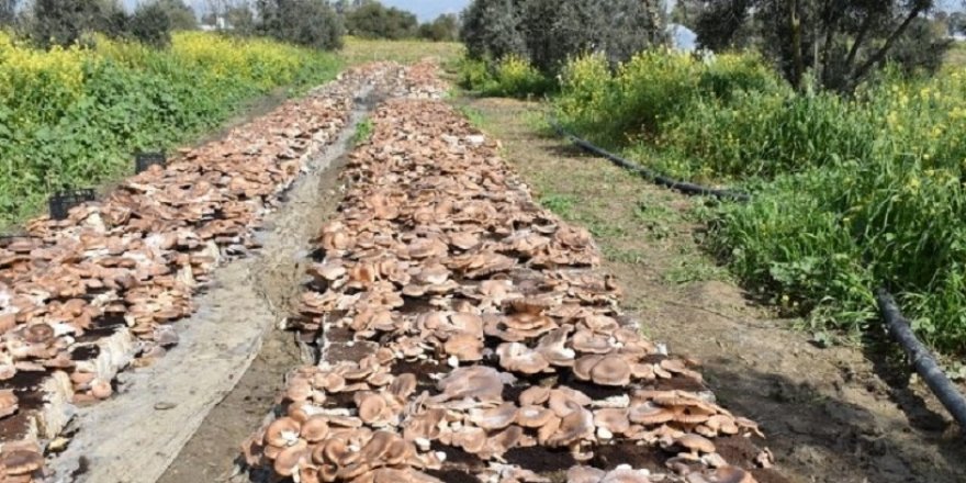 Haspolat’ta Gavcar mantarı üretiliyor