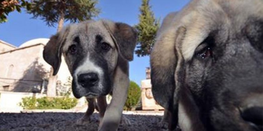 Girne Belediyesi, ‘Köpek Bulundurma Ruhsatı’ çıkarılması için çağrıda bulundu!