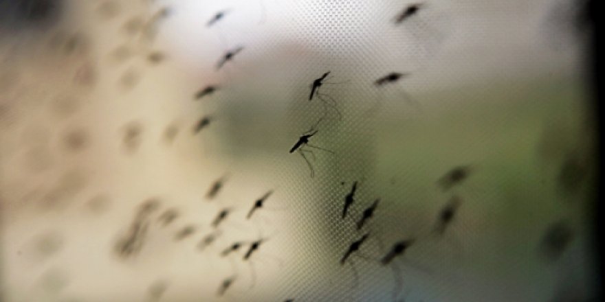 Girne bölgesinde sivrisinekle mücadelede larvasit