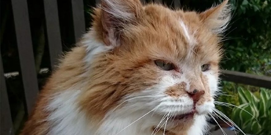 Dünyanın en yaşlı kedisi 31 yaşında öldü