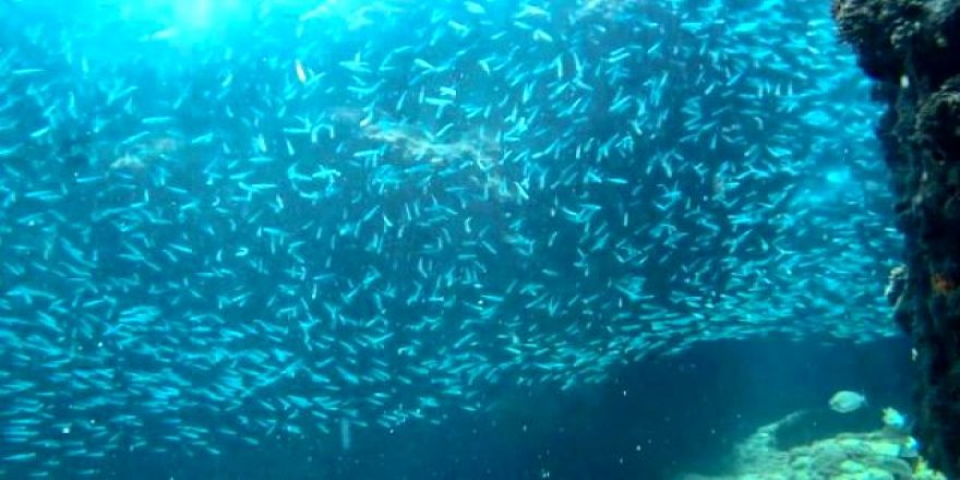 Koronavirüs Akdeniz'e yaradı! Yavru balık sayısı 2 kat arttı