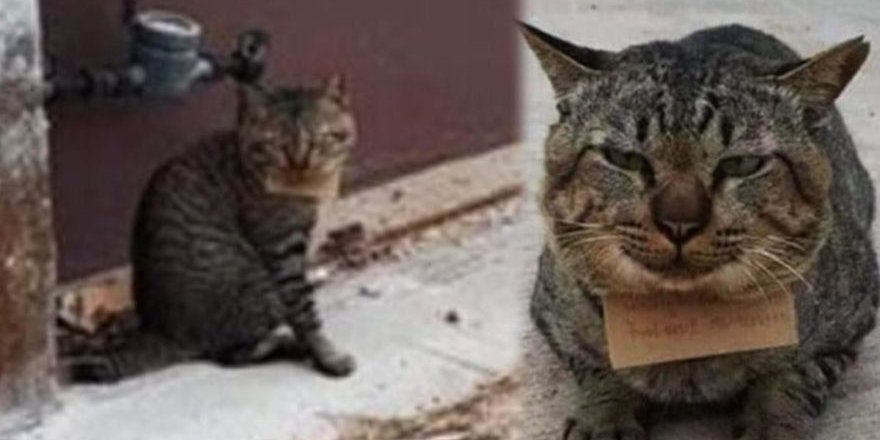 Kaybolan kedi, ‘borçlu’ şekilde sahibine döndü