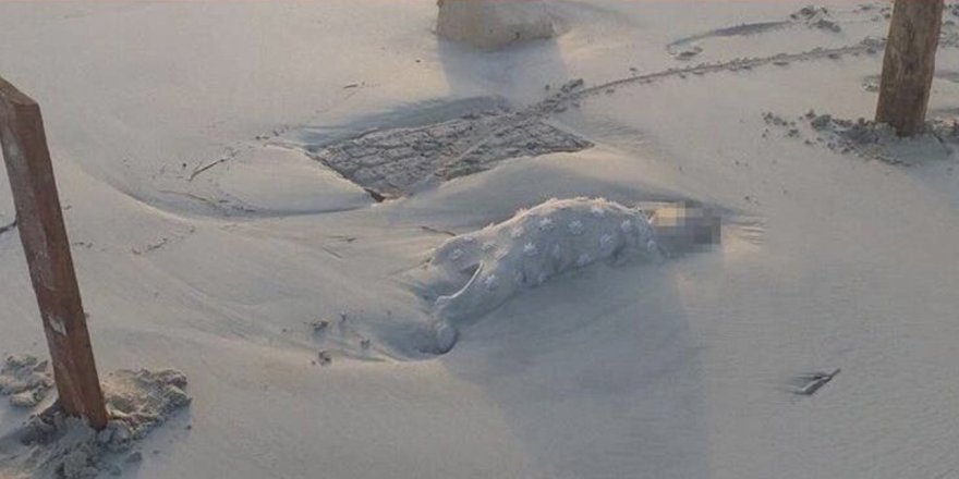 Dünya bu fotoğrafı konuşuyor... Cansız bedenleri sahile vurdu!