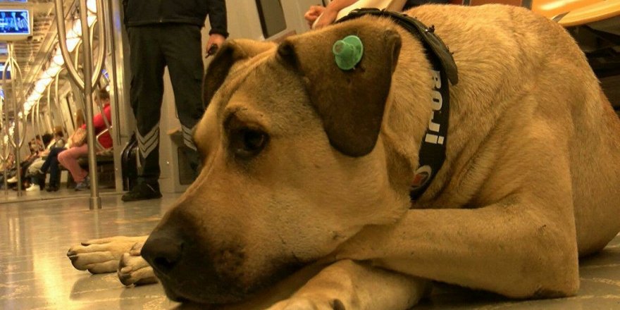 Toplu ulaşımdaki yolculuklarıyla ünlenen köpek Boji, iş insanı Ömer Koç tarafından sahiplenildi