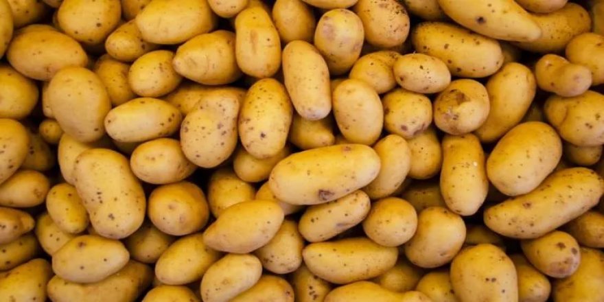 Patates üreticilerine prim