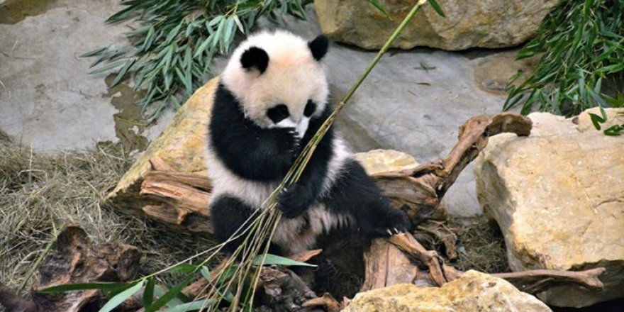 Sadece bambu yiyen pandalar nasıl şişman kalıyor?