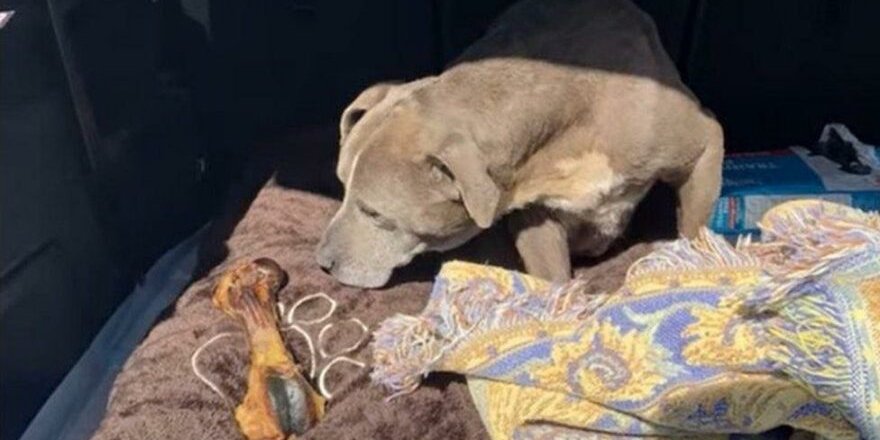 Kayıp ilanı verilen köpek tam 12 yıl sonra bulundu