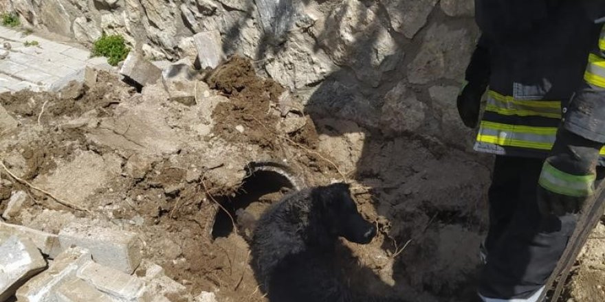 Girne’de mahsur kalan yavru köpekler kurtarıldı