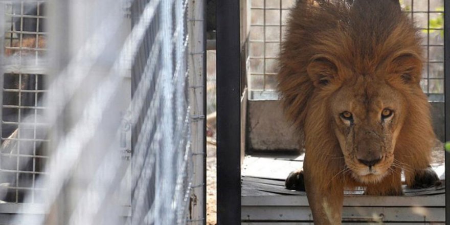 Kafesin içine koydukları aslanlara aylarca bir parça bile et vermediler, sonra olanlar korkunç