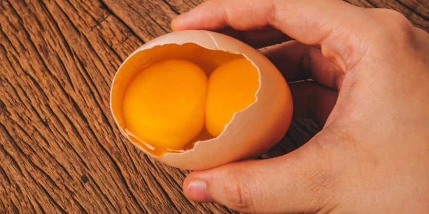 İşte çift sarılı yumurtanın sırrı: Strese giren tavuk...