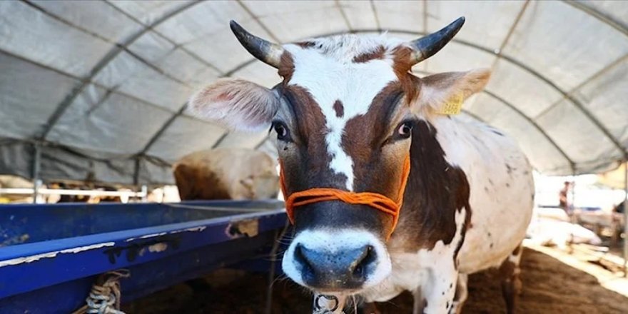 Hayvan çiftliğinde tecavüz skandalı