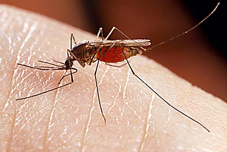 Sivrisinek kovucu doğal öneriler