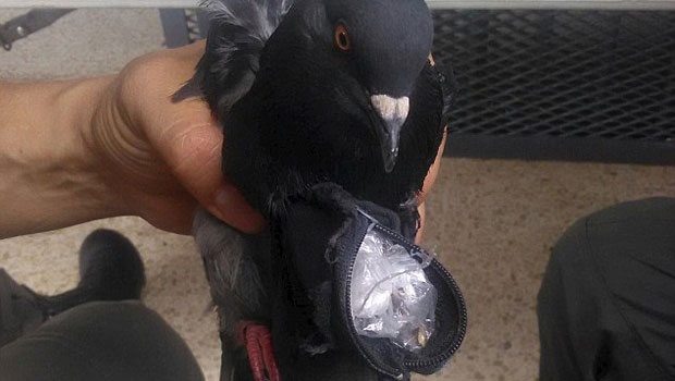 Uyuşturucu kuryesi güvercin şok etti