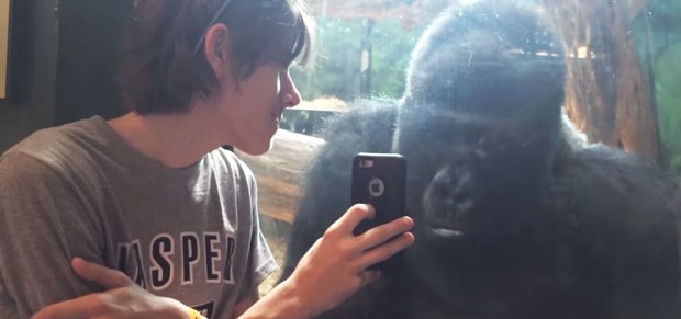 Sevimli gorilin telefon merakı