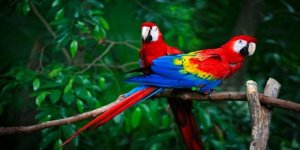 Papağan türleri ve özellikleri nedir? İşte konuşan papağan isimleri