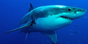 Corona virüsü aşısıyla ilgili çarpıcı iddia: Yarım milyon köpek balığı katledilebilir