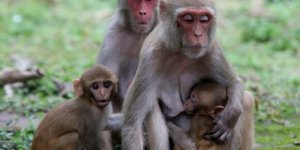 Maymunlar intikam için 250 köpek yavrusunu öldürdü