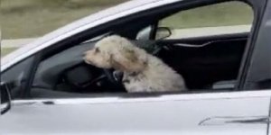 Tesla’nın sürücü koltuğundaki köpek gündem oldu