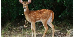 Uzmanlar uyardı: Bambi virüsü tehdidi ortaya çıktı