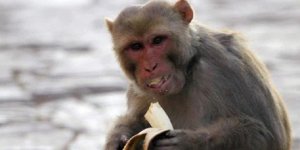 Japonya’da maymun terörü: Hedef çocuklar ve yaşlılar