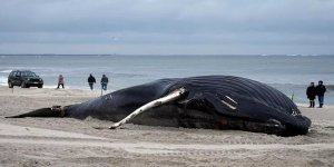 12 balina karaya vurdu! Ölüm nedenleri deprem mi? Uzmanlar gerçeği açıkladı