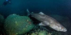 Yüzlerce yıl yaşayan Grönland köpekbalığı Karayip'te ortaya çıktı
