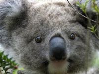 686 koala öldürüldü