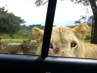 Aslan arabanın kapısını açınca safari keyfi kabusa döndü