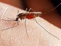 Sivrisinek kovucu doğal öneriler